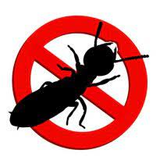 La réglementation sur les termites